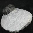 Bargain Gerastos Trilobite Fossil #27966-2
